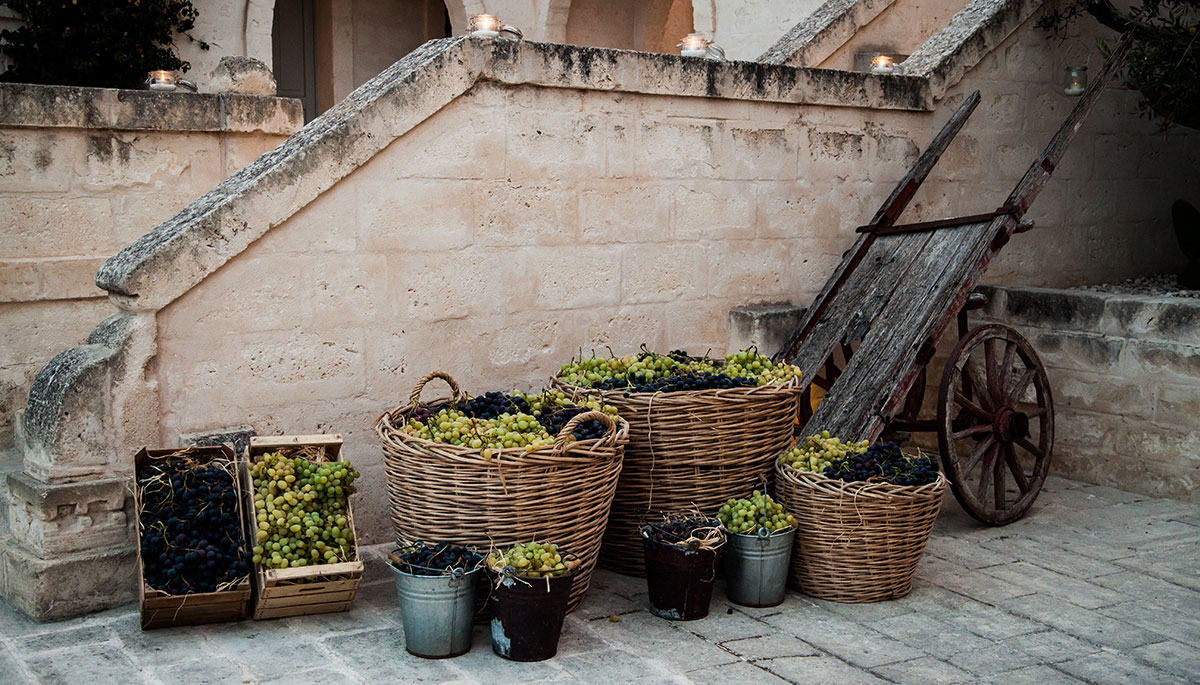 Vendange à Borgo Egnazia